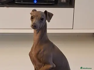 Italian Greyhound dogs Stud blue - Advert 1