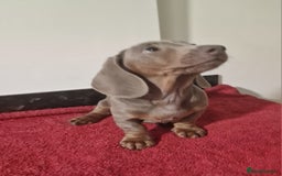 Dachshund dogs for sale: Miniture dachshund puppies  - Image 9