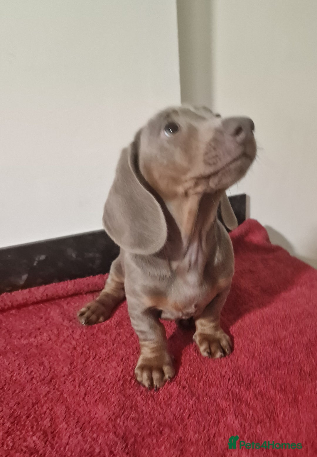 Dachshund dogs for sale: Miniture dachshund puppies  - Image 9