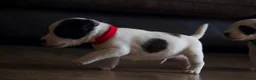 Jack Russell dogs for sale: Short Legged Jack Russel Puppies - Advert 6