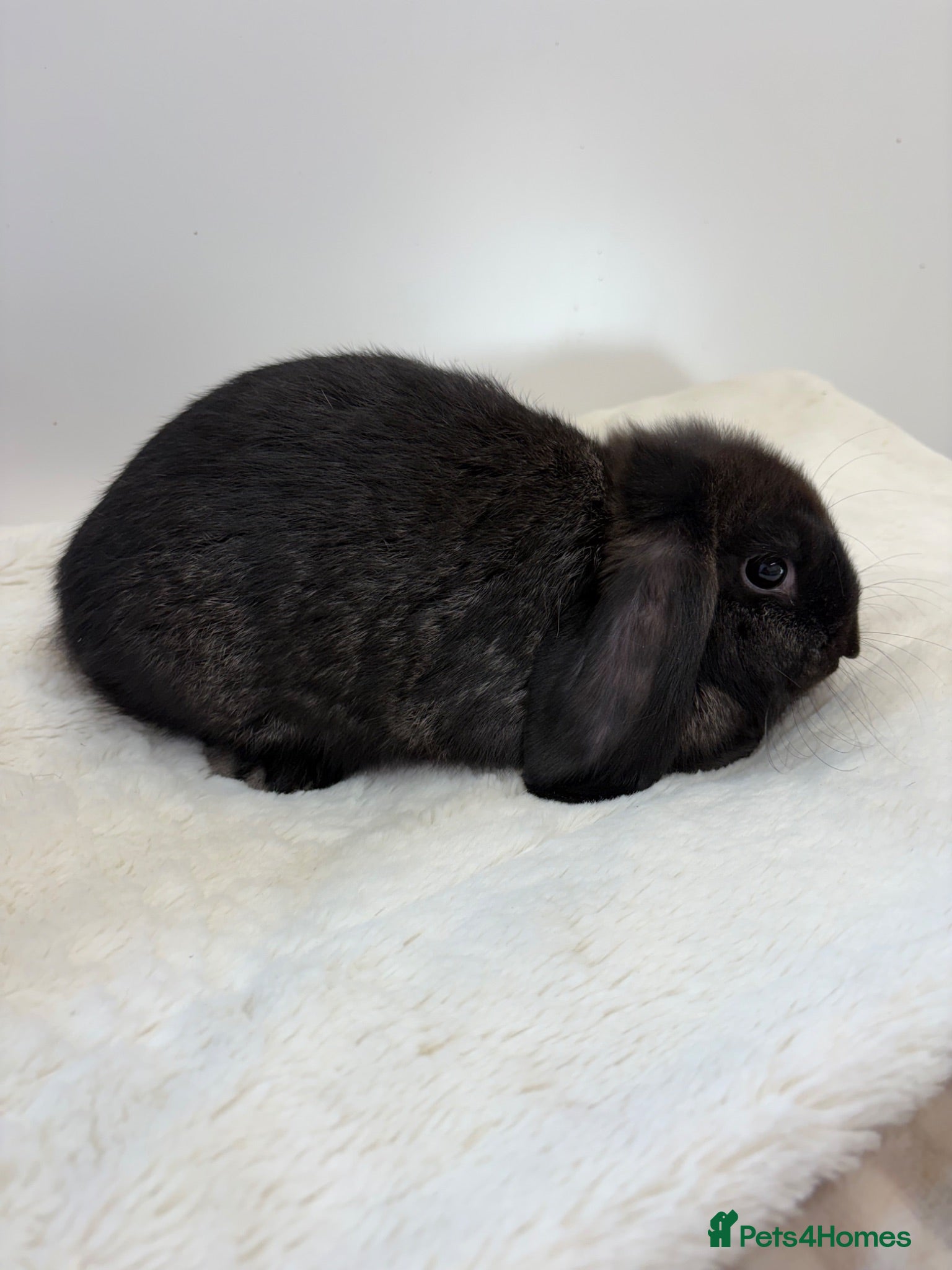 Mini Lop rabbits Two lovely baby boys looking for their new home  - Advert 2