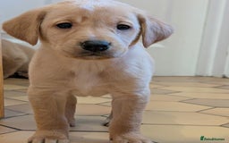 Labrador Retriever dogs for sale: Stunning litter of Labrador retriever pups  - Advert 20