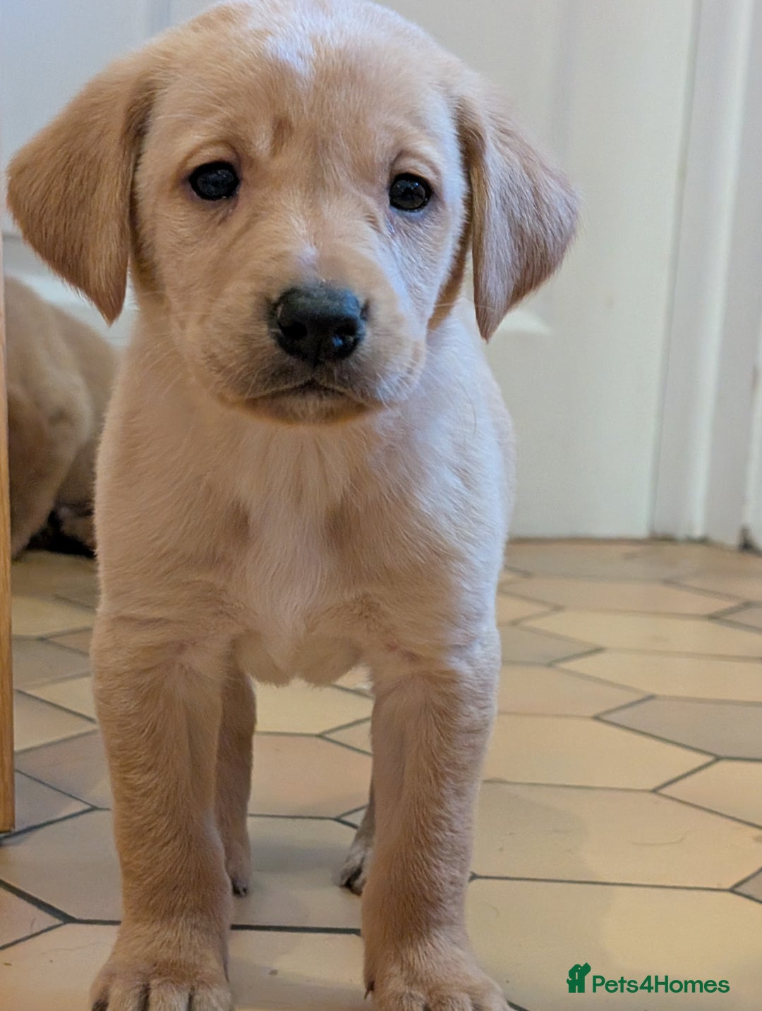 Labrador Retriever dogs for sale: Stunning litter of Labrador retriever pups  - Advert 20