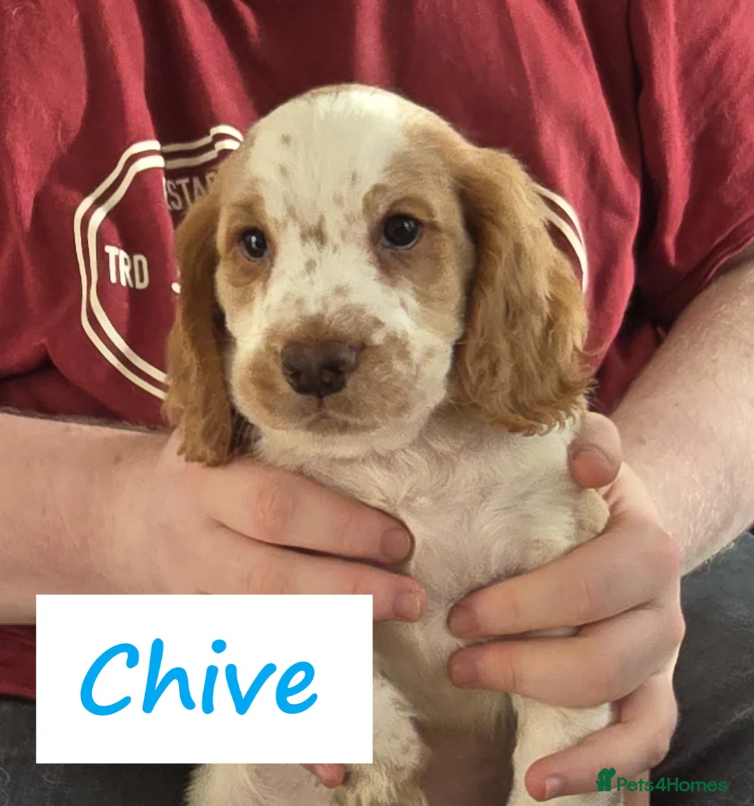 Cocker Spaniel dogs for sale: Gorgeous Working Cocker Spaniel Puppies - Advert 9