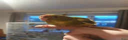Parakeets birds for sale: Kakariki - Hand Tame - Baby Kakarikis - Advert 9
