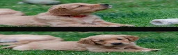 Golden Retriever dogs for sale: READY GOLDEN RETREVER KC PUPPIES - Advert 12