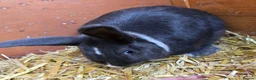 Mixed Breed rabbits for sale: Neutered Mixed Breed Rabbit 1 Year Old - Advert 4