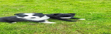 Border Collie 3
