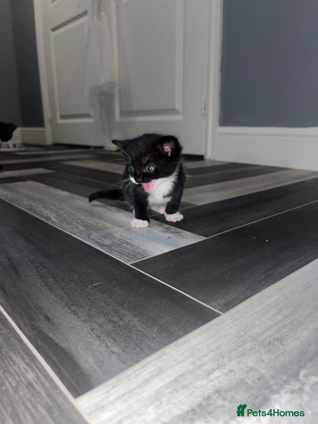 Russian Blue cats for sale: 4 beautiful Russian blue mix  - Image 7