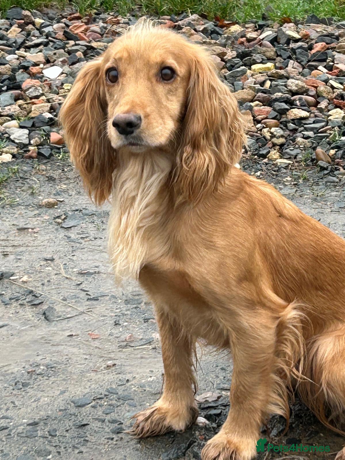 Cocker Spaniel dogs Golden Working Cocker Spaniel litter - Advert 1