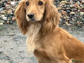 Cocker Spaniel dogs Golden Working Cocker Spaniel litter - Advert 1