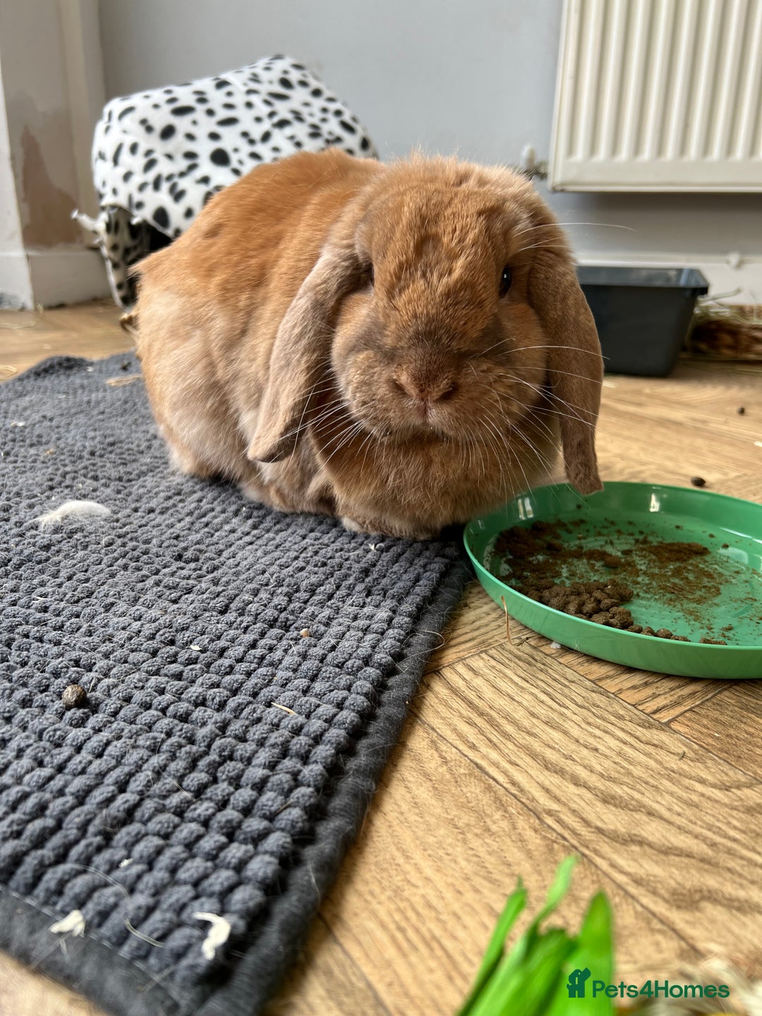 German Lop rabbits for sale: Male lop rabbit  - Advert 2