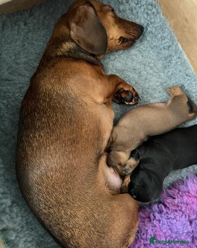 Dachshund dogs A stunning litter of 2 female Dachshunds - Advert 1