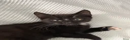 Mixed Breed cats for sale: Kittens  in Coventry - Advert 8