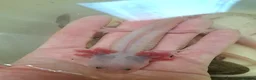 Axolotl reptiles for sale: Baby axolotls - Advert 13