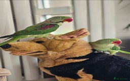 Parrots birds for sale: Alexandrine couple - Image 4
