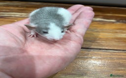 Rat rodents for sale: Pet rats for sale male and female Ava  - Image 8