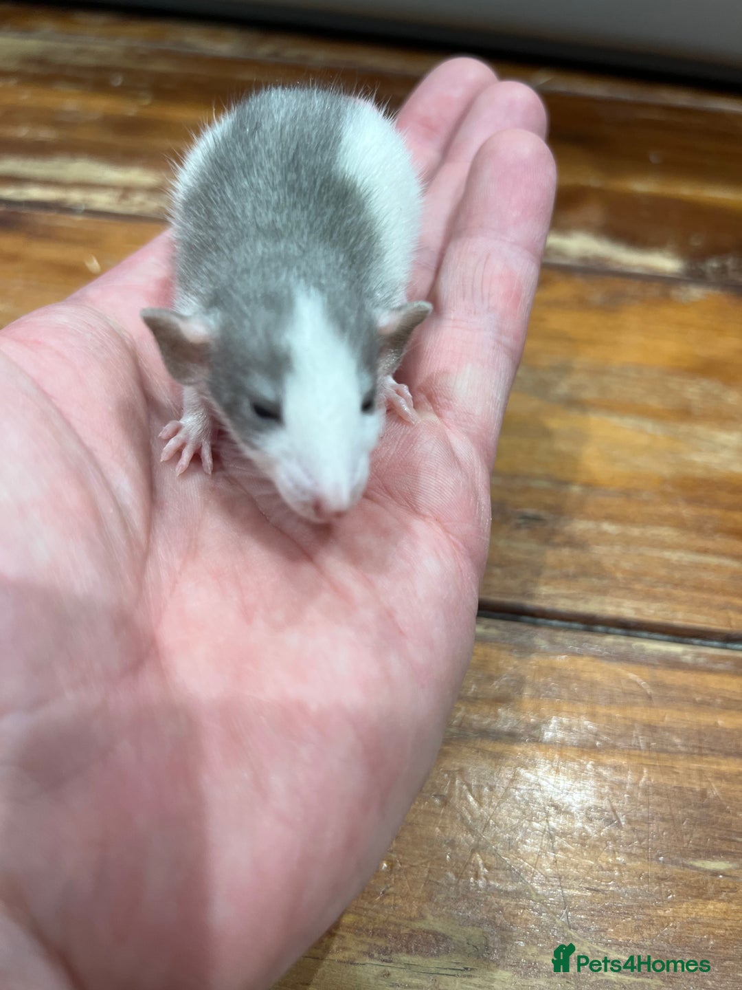Rat rodents for sale: Pet rats for sale male and female Ava  - Image 8