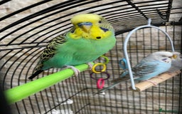 Budgerigars birds for sale: budgies - Image 2
