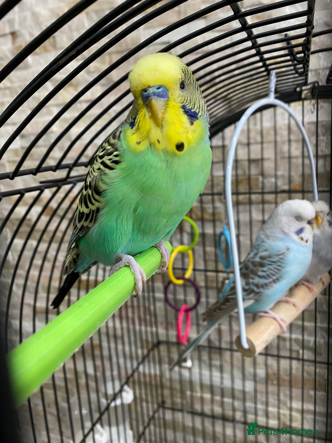 Budgerigars birds for sale: budgies - Image 2