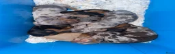 Miniature Dachshund dogs for sale: Miniature dachshund puppies  - Advert 6
