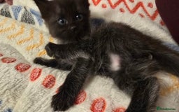 Maine Coon cats for sale: Maine Coon X Ragdoll  - Advert 9