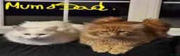 Maine Coon cats for sale: Beautiful Maine coons  in Gateshead - Advert 3