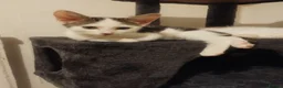 Mixed Breed cats for sale: Kittens ready to leave now  - Advert 9