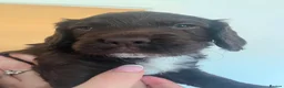 Sprocker dogs for sale: Sprocker puppies  - Advert 6