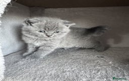 British Shorthair cats for sale: ✨ GCCF/TICA Stunning BSH Kittens – Blue&Bicolour ✨ - Image 6