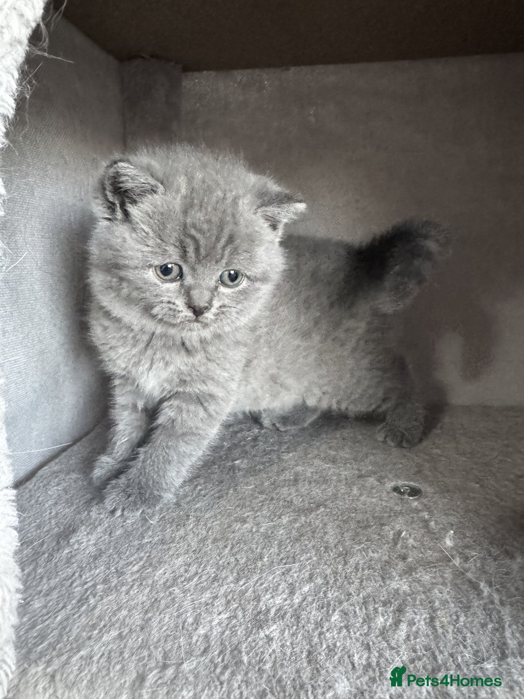 British Shorthair cats for sale: ✨ GCCF/TICA Stunning BSH Kittens – Blue&Bicolour ✨ - Image 6