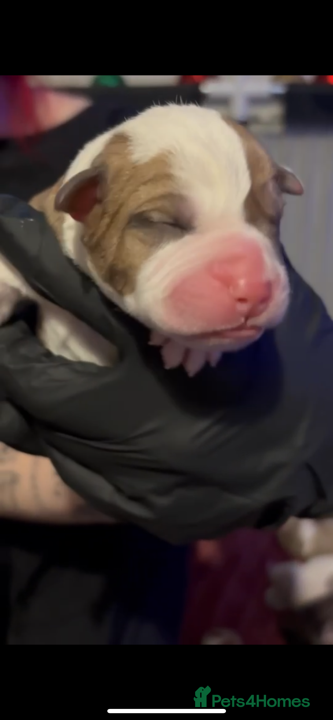 Mixed Breed dogs for sale: American Bulldog x Staffordshire Terrier puppies - Advert 5