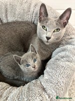 Russian Blue cats - Advert 1