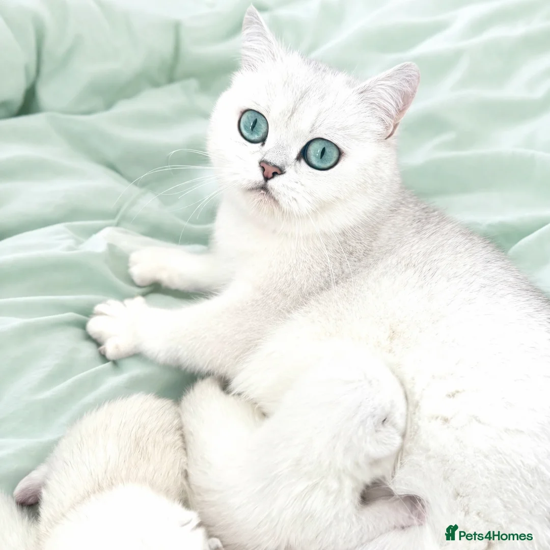 British Shorthair cats for sale: British Shorthair Chinchilla (Silver Shaded) - Advert 2