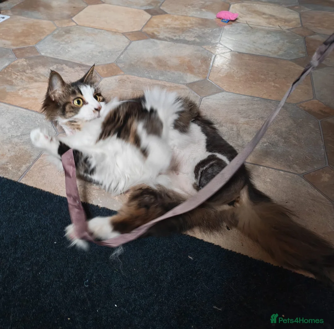 Domestic Shorthair cats for adoption: Daffodil, beautiful 3 legged girl  - Advert 6