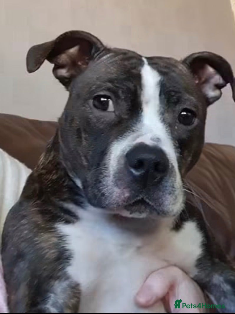 Mixed Breed dogs Mr Connor Taylor  - Advert 12