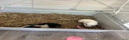 Guinea Pig rodents for sale: 2 female guinea pigs to be sold as a pair  in Sittingbourne - Advert 9