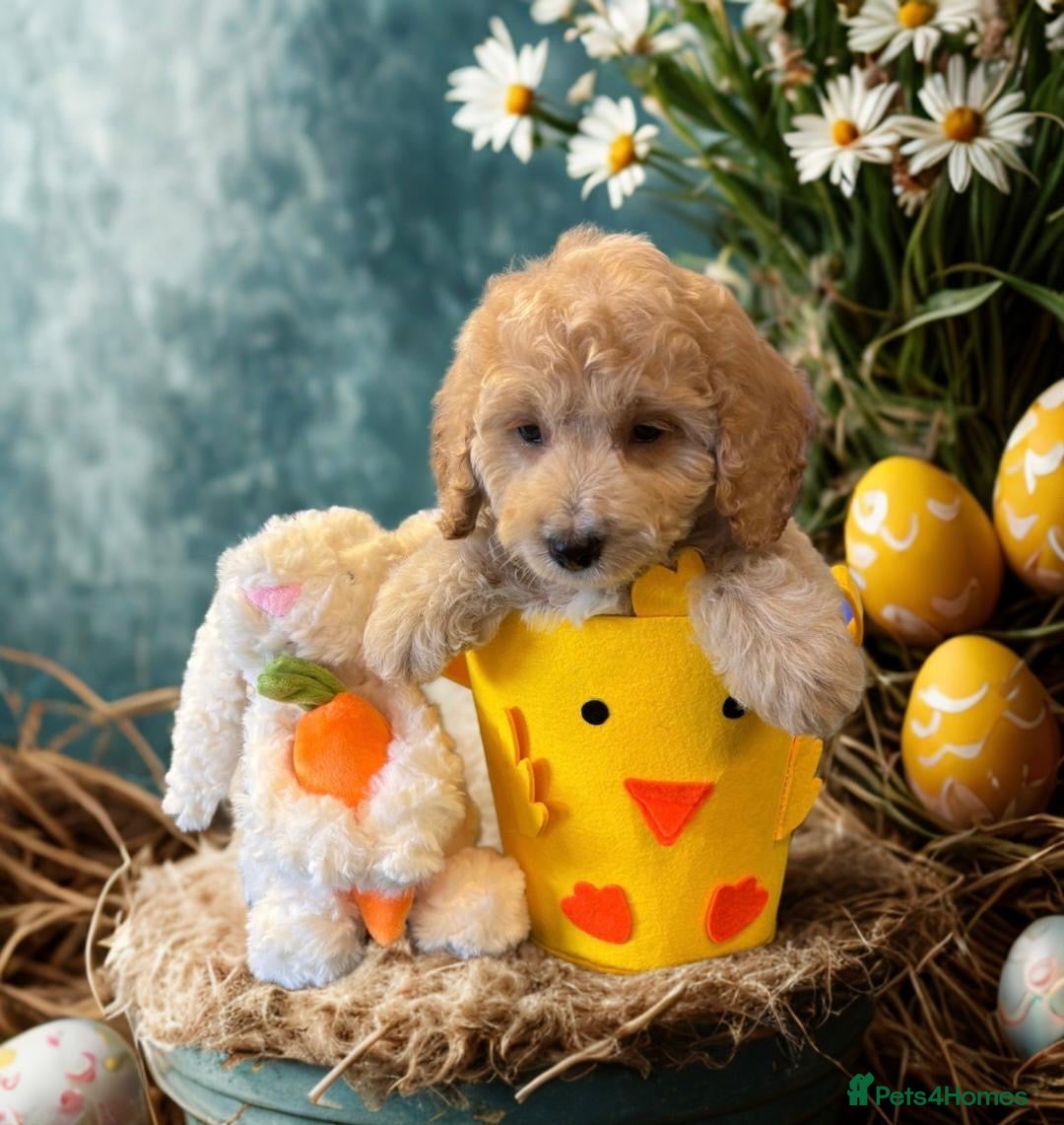 Cockapoo dogs F1 2 boys READY TO LEAVE - Advert 5