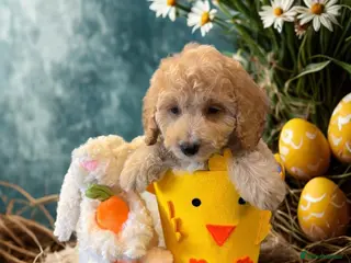 Cockapoo dogs F1 2 boys READY TO LEAVE - Advert 5