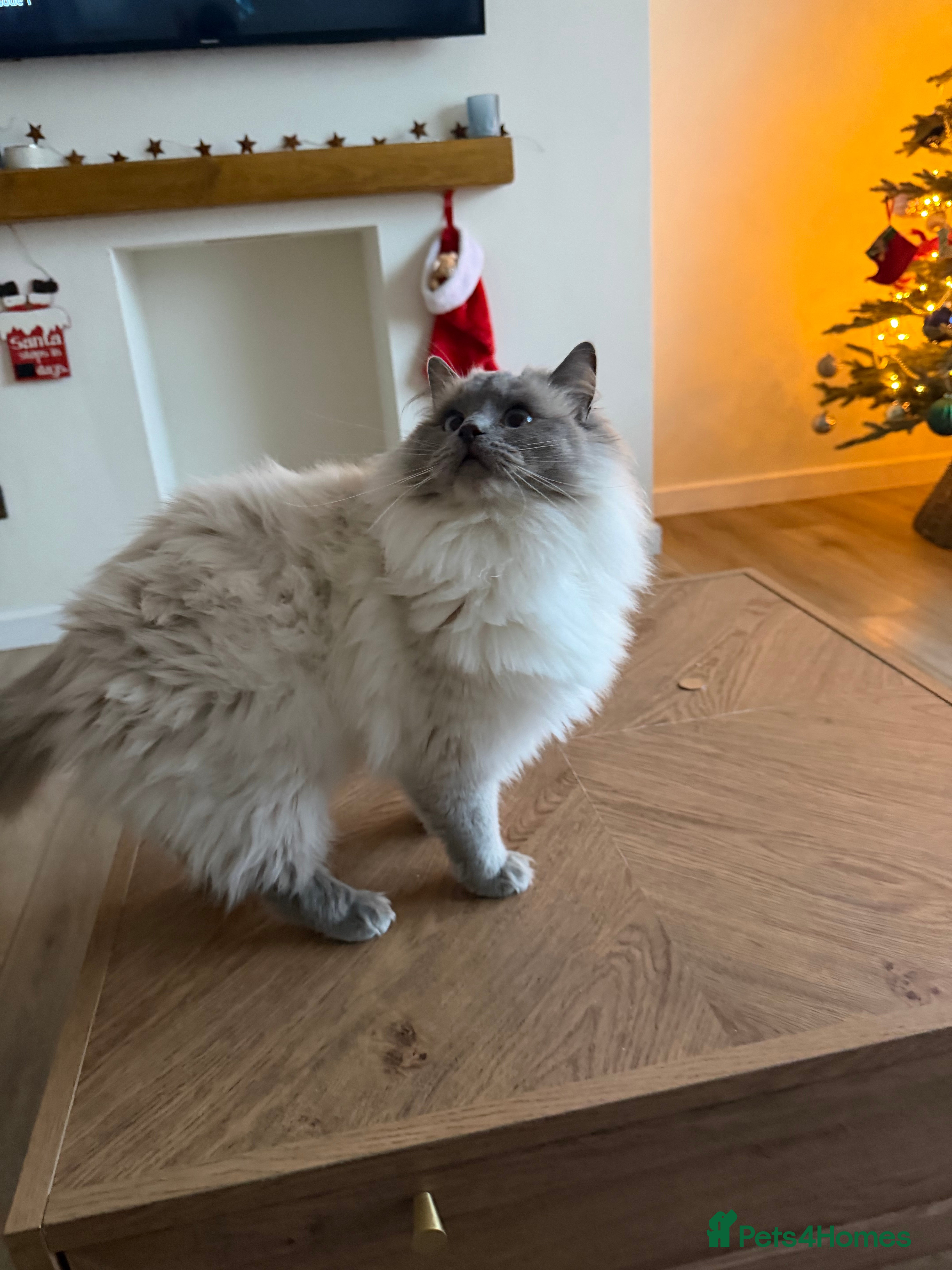 Ragdoll cats Extensively health tested spayed female  - Advert 2