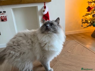 Ragdoll cats Extensively health tested spayed female - Advert 3