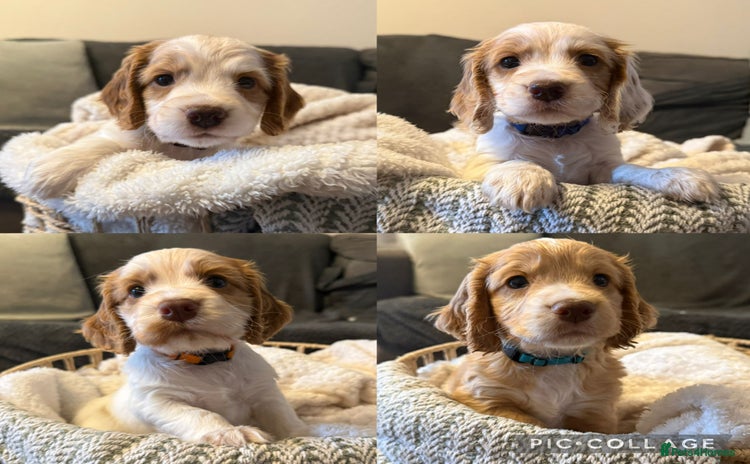 Cocker Spaniel dogs - Advert 2