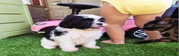 Shihpoo dogs for sale: Gorgeous puppies looking for there forever homes - Advert 13