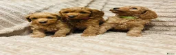 Cavapoo dogs for sale: Adorable red cavapoos!  - Advert 30