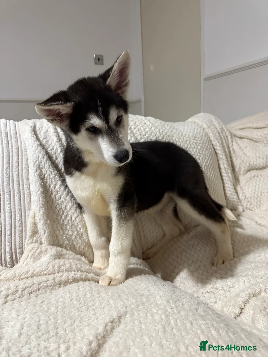 Huskita dogs for sale: FULLY VACCINATED Huskita Puppies 🤍 LAST 2 - Advert 2