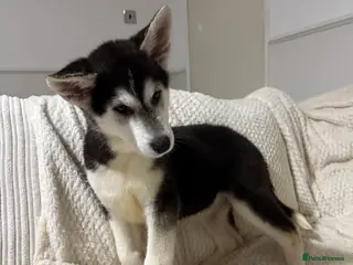 Huskita dogs FULLY VACCINATED Huskita Puppies 🤍 LAST 2 - Advert 16