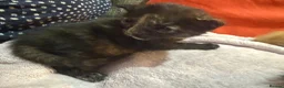 Mixed Breed cats for sale: 1 black and 1 tabby girl kittens  in March - Advert 3
