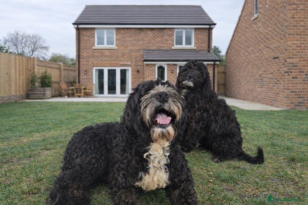 Goldendoodle dogs for sale: Beautiful Goldendoodle Puppies  - Advert 7