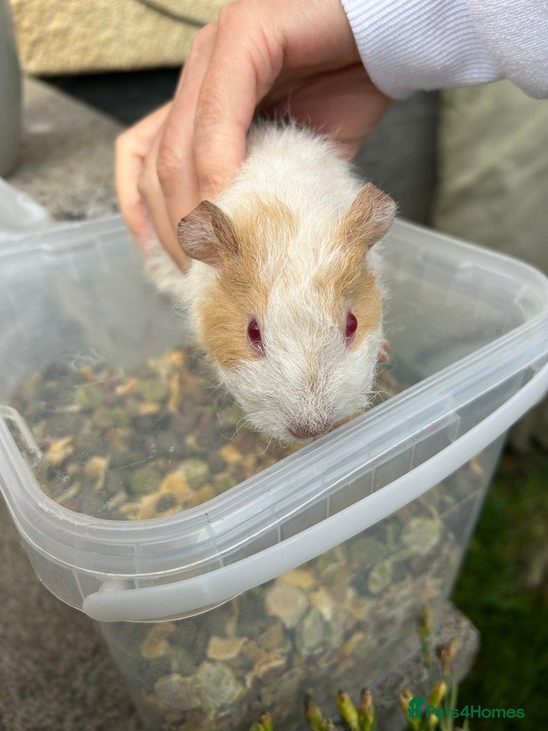 Guinea Pig rodents for sale: Beautiful baby Guinea pigs - Image 4