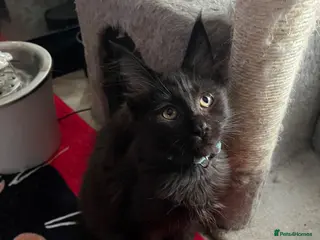 Maine Coon cats Beautiful 🐈⬛ - Advert 14
